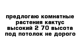 предлогаю комнатные растения кактус высокий 2 70 высота под потолок не дорого